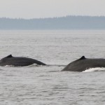 Humpback whales in Icy Strait