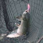 Salmon in the Net