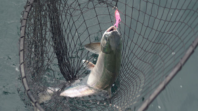 Salmon in the Net