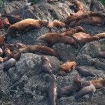 Brother Islands Sea Lion Colony