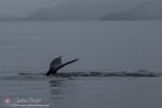 Whale in the Dusk